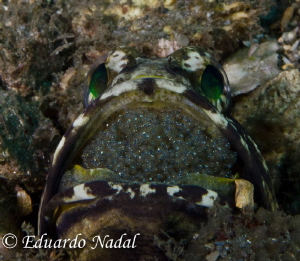 jawfish by Eduardo Nadal 